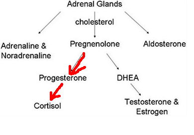 pregnenolone-steal-worldsurf